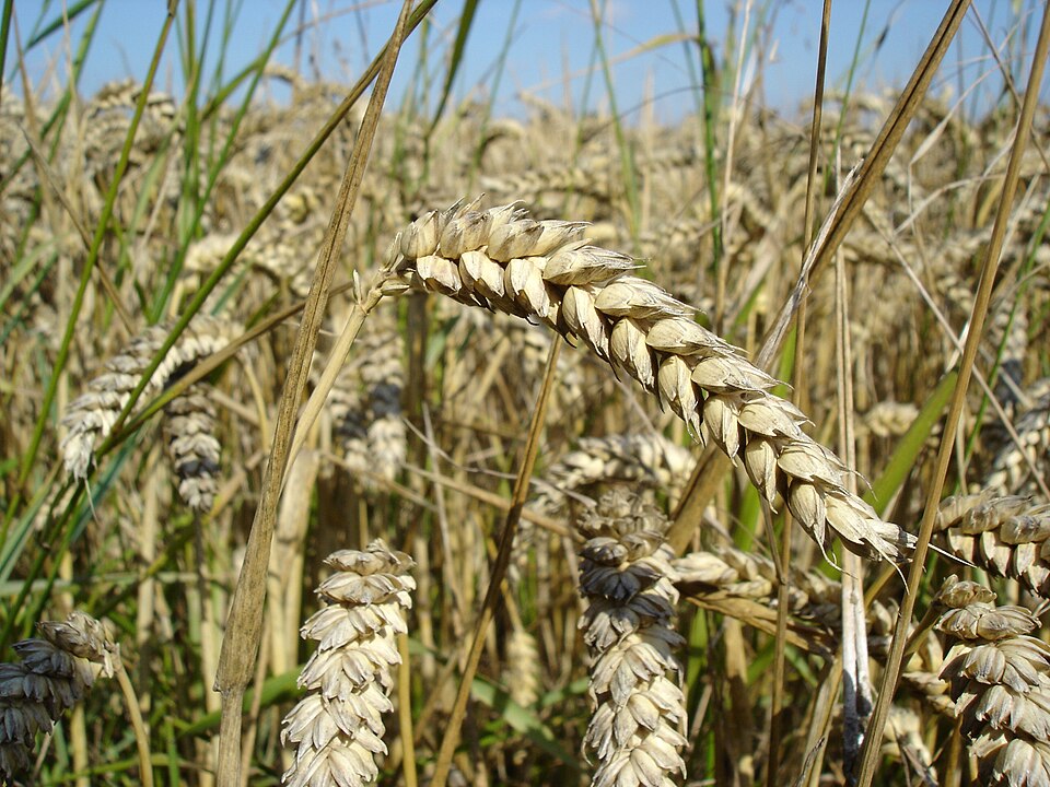 Milling wheat